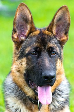 Alman çoban köpek