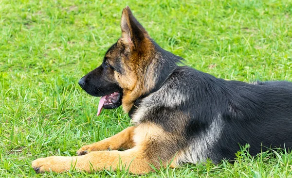 ジャーマン シェパードの子犬 — ストック写真