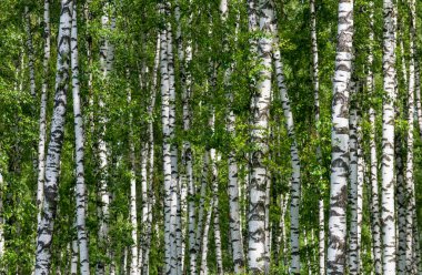 birchwood olarak doğal arka plan