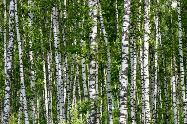 Natural background as birchwood — Stock Photo, Image