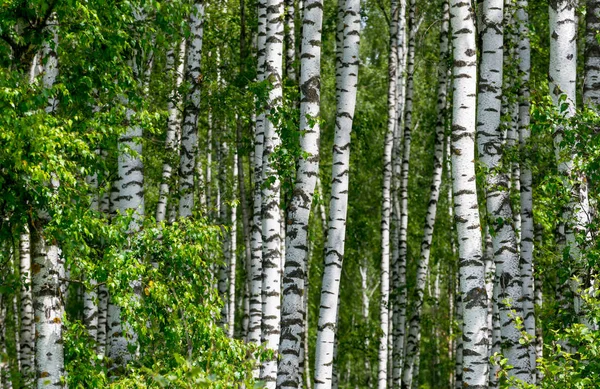 Natural background as birchwood — Stock Photo, Image