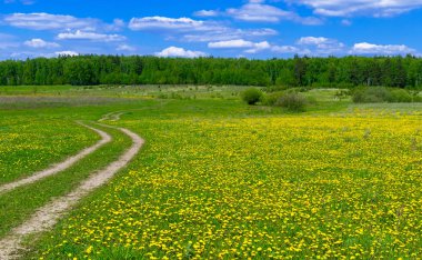 dandelions ve mavi gökyüzü