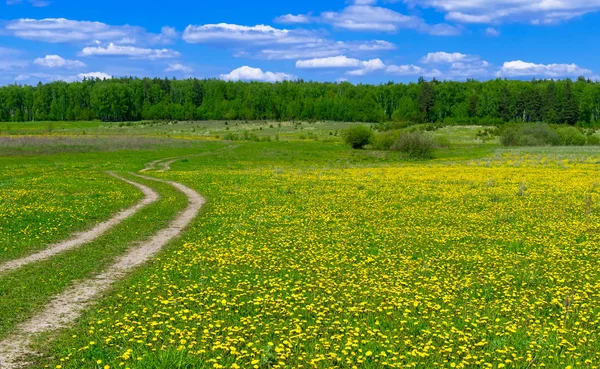 dandelions ve mavi gökyüzü