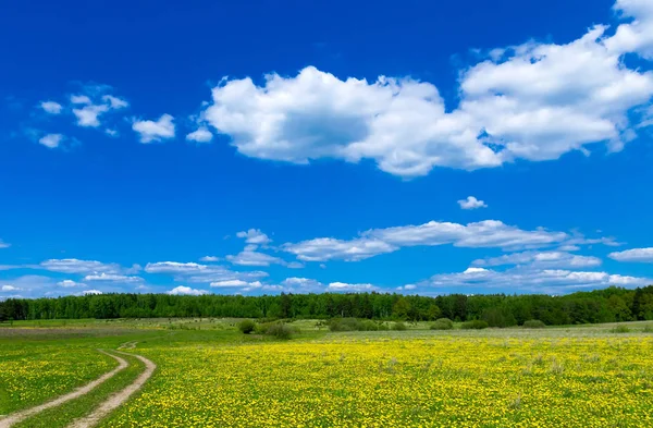 Veld met paardebloemen en blauwe hemel — Stockfoto