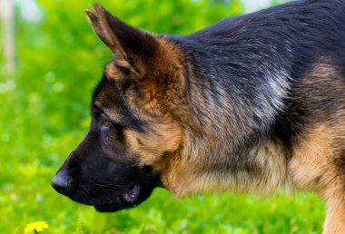 Alman çoban izci köpek çalışma açık