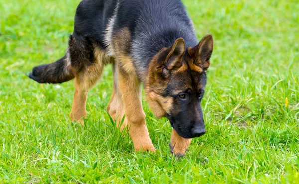 Alman çoban izci köpek çalışma açık — Stok fotoğraf