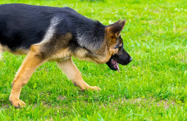 Alman çoban izci köpek çalışma açık