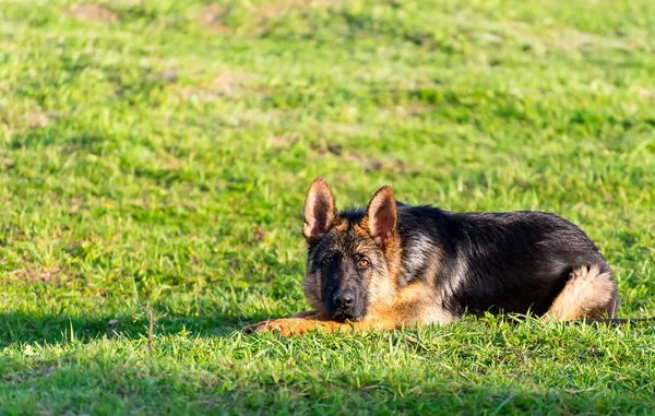 Porträtt av våta får, hund — Stockfoto