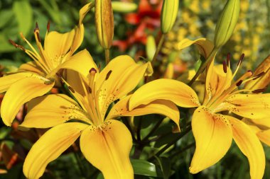 Bahçede turuncu zambak