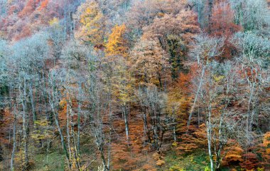 renkli sonbahar orman.