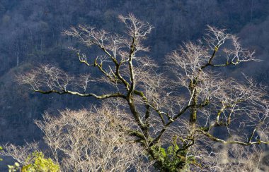 Kırsal alanda çıplak ağaca.