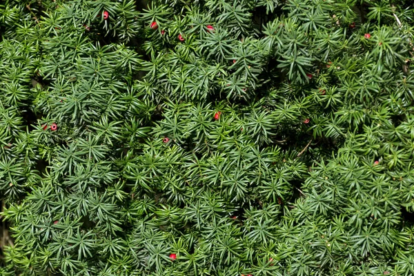 Teixo inglês ou teixo europeu ramos verdes com baga vermelha — Fotografia de Stock