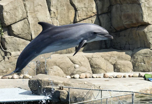 Enda hoppande flasknosdelfin — Stockfoto