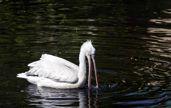 Pelican in water. Open beak finding the food. — Stock Photo, Image