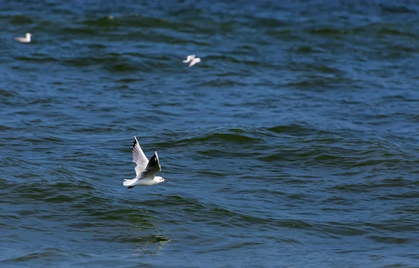 Чайка над морем — стоковое фото