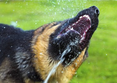 Splash bir sürü oynayan Alman çoban köpek