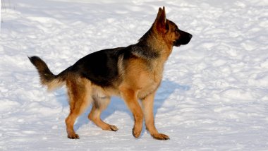 Bir parkta köpek Alman çoban