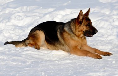 Bir parkta köpek Alman çoban