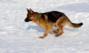 Alman çoban köpeği karda koşma