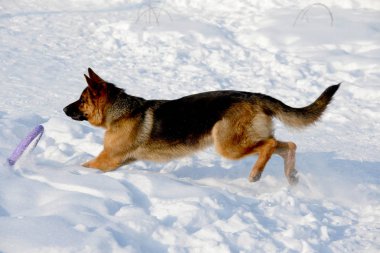 Alman çoban köpeği karda oynarken