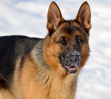 Bir kış günü parkta köpek çobanı.