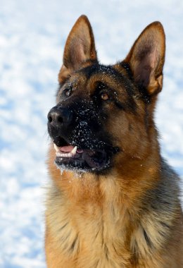 Bir kış günü parkta köpek çobanı.