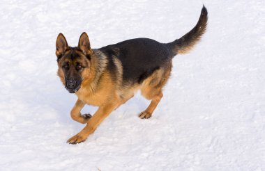 Alman çoban köpeği karda koşma