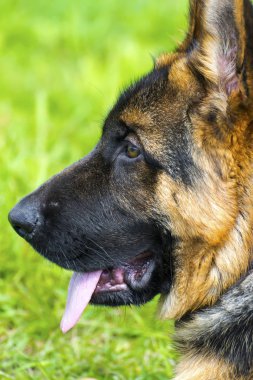 Yeşil arka plan önünde Alman çoban