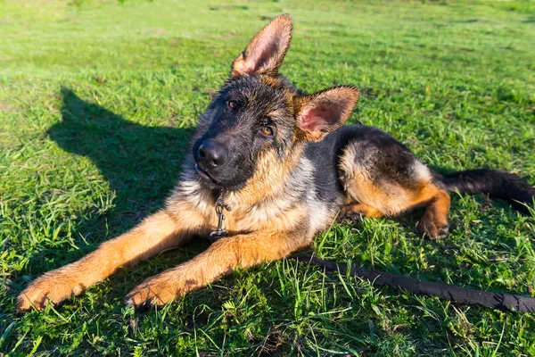 Portrait de chien mouillé — Photo