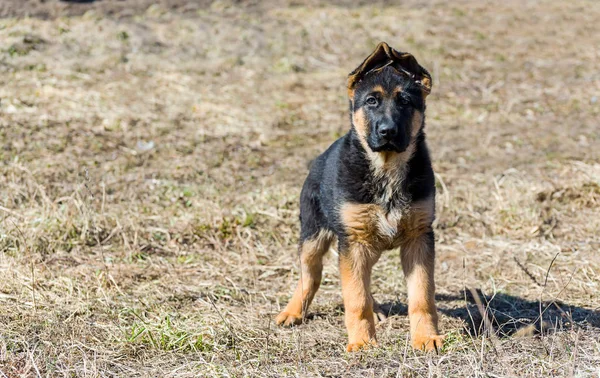 German Shepherd Puppy — Stock Photo, Image