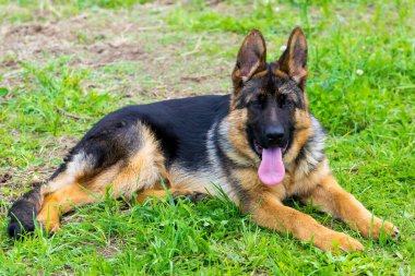 Alman çoban köpeği çimlerde