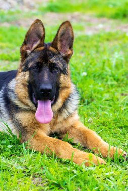 Alman çoban köpeği çimlerde
