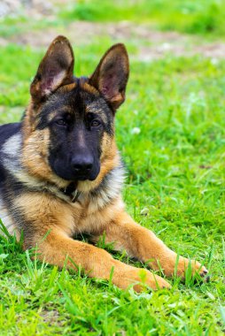 Alman çoban köpeği çimlerde