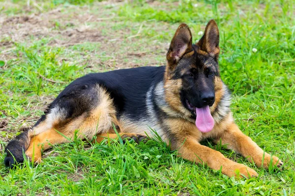 Duitse herder puppy in het gras — Stockfoto