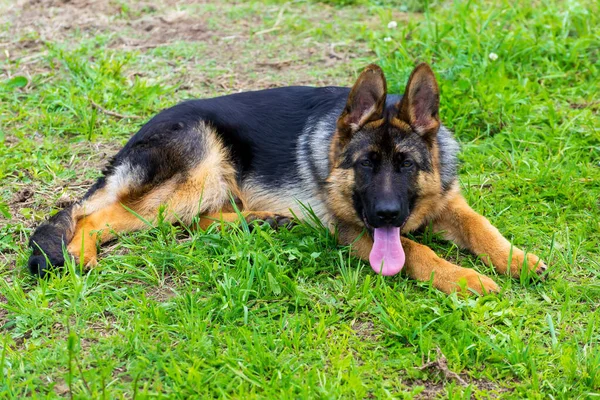 Alman çoban köpeği çimlerde — Stok fotoğraf