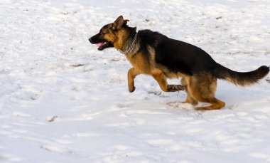 Bir kış günü parkta köpek çobanı.