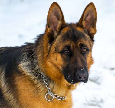 Bir kış günü parkta köpek çobanı.
