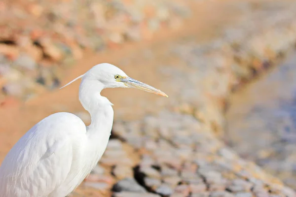 Garça, Bubulcus ibis — Fotografia de Stock