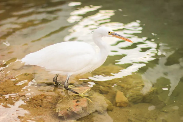 Garça, Bubulcus ibis — Fotografia de Stock