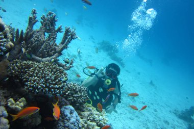Skuba dalgıcı suyun altında