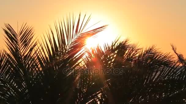 Тропический восход солнца с пальмовыми листьями — стоковое видео
