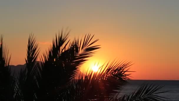 Tropische zonsopgang met palm — Stockvideo