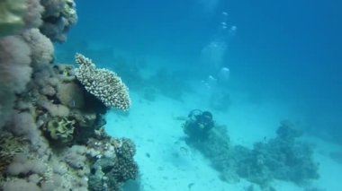 Skuba dalgıcı suyun altında