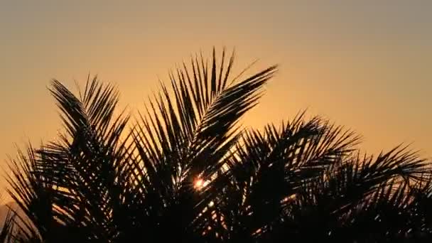 Nascer do sol e palmeira — Vídeo de Stock