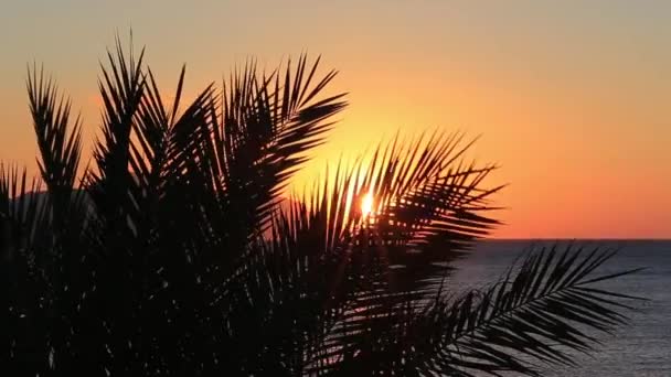 Sunrise en palm tree — Stockvideo