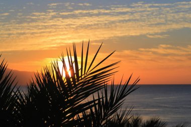 Palm ile tropik gündoğumu