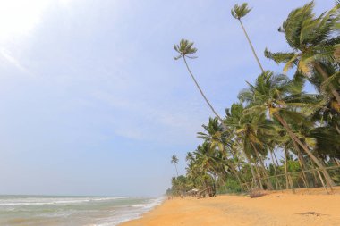 sri Lanka tropikal plaj