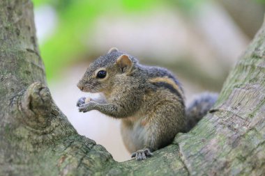 yeme chipmunk