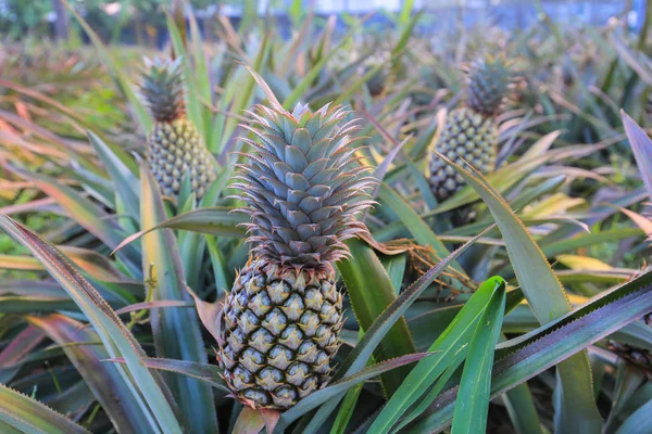 Plantasyonlarda ananas yetiştirmek