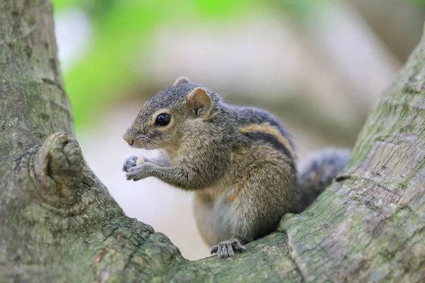 Comendo esquilo — Fotografia de Stock
